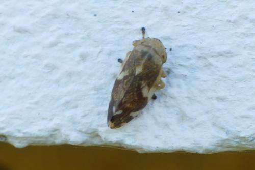 Philaenus spumarius